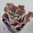 Echeveria Blue Curls