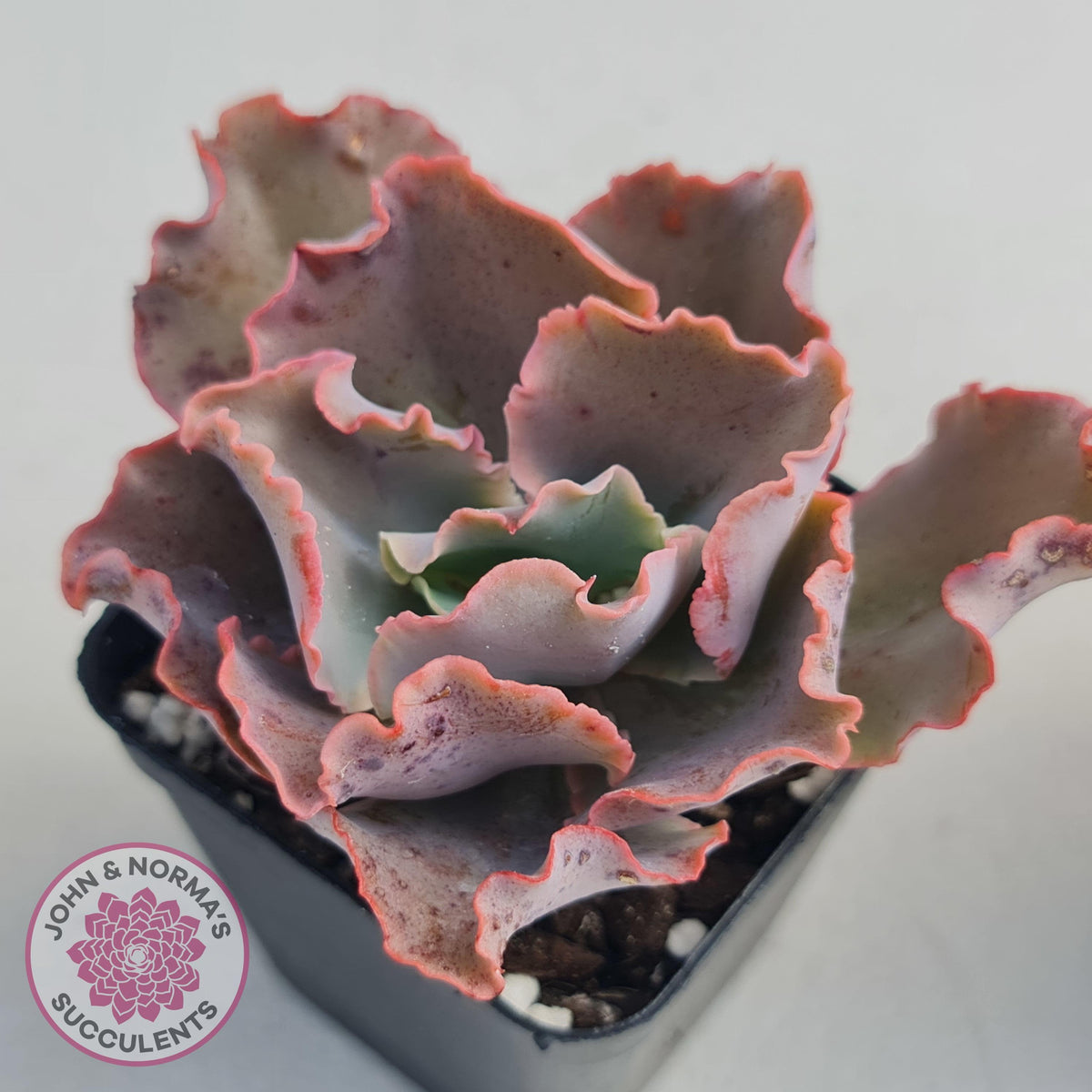 Echeveria Blue Curls