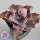 Echeveria Blue Curls