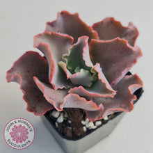 Load image into Gallery viewer, Echeveria Blue Curls - John &amp; Norma&#39;s Succulents
