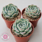 Echeveria 'Dark Night Rose'