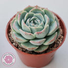Echeveria 'Dark Night Rose'