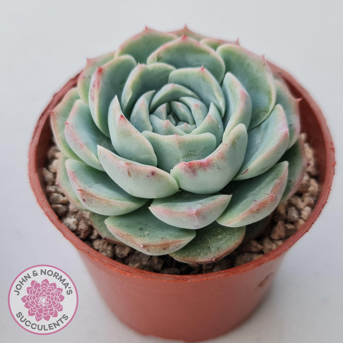 Echeveria 'Dark Night Rose'