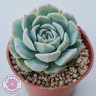 Echeveria 'Dark Night Rose'