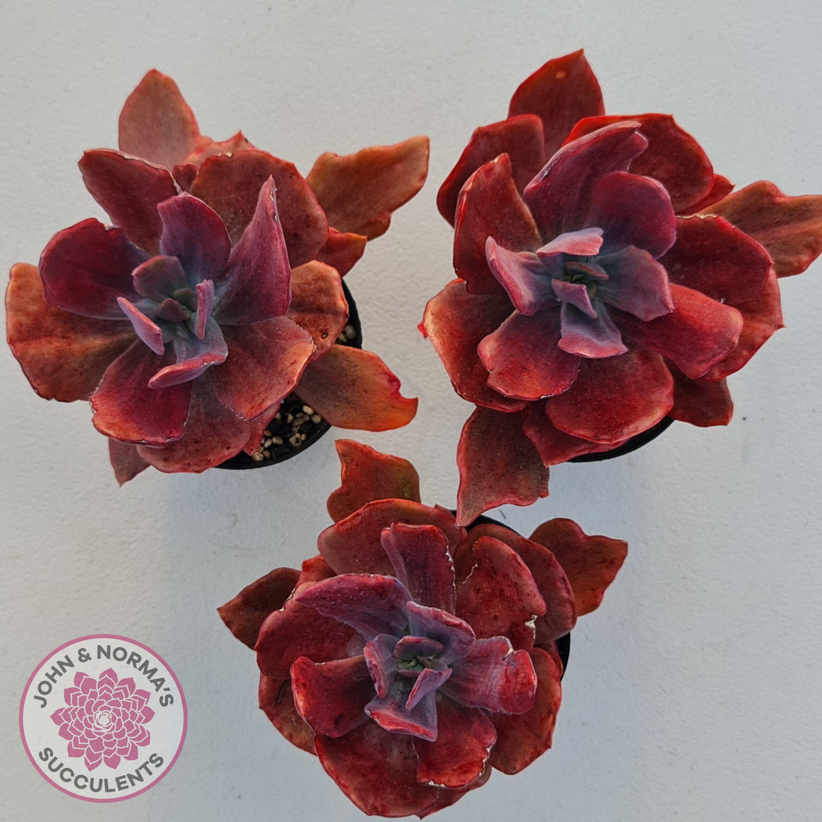 Echeveria Diamond State Variegata