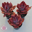 Echeveria Diamond State Variegata