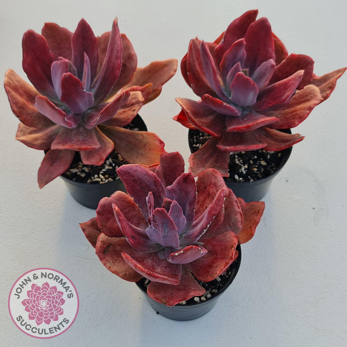 Echeveria Diamond State Variegata