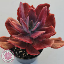 Load image into Gallery viewer, Echeveria Diamond State Variegata - John &amp; Norma&#39;s Succulents
