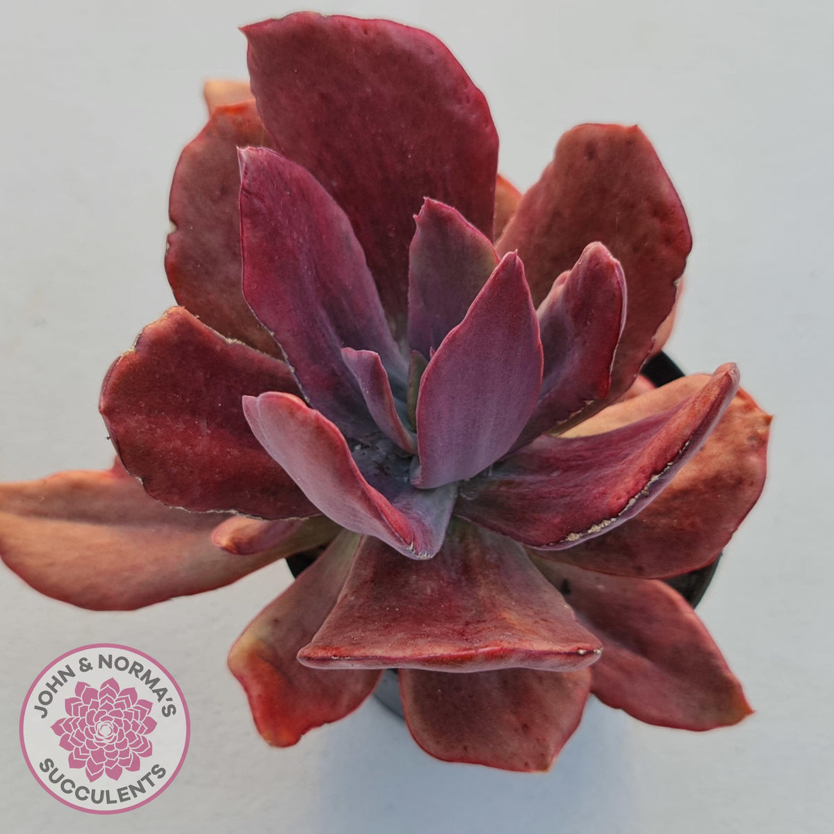 Echeveria Diamond State Variegata