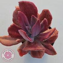 Load image into Gallery viewer, Echeveria Diamond State Variegata - John &amp; Norma&#39;s Succulents
