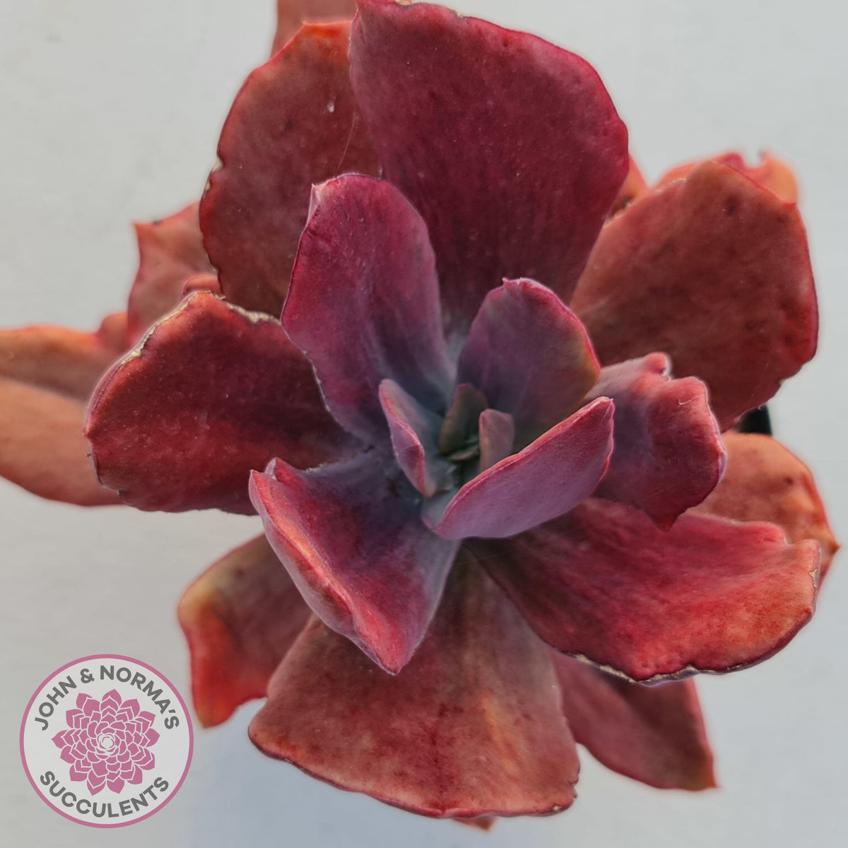 Echeveria Diamond State Variegata