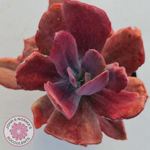 Load image into Gallery viewer, Echeveria Diamond State Variegata - John &amp; Norma&#39;s Succulents
