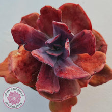 Load image into Gallery viewer, Echeveria Diamond State Variegata - John &amp; Norma&#39;s Succulents
