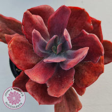 Load image into Gallery viewer, Echeveria Diamond State Variegata - John &amp; Norma&#39;s Succulents
