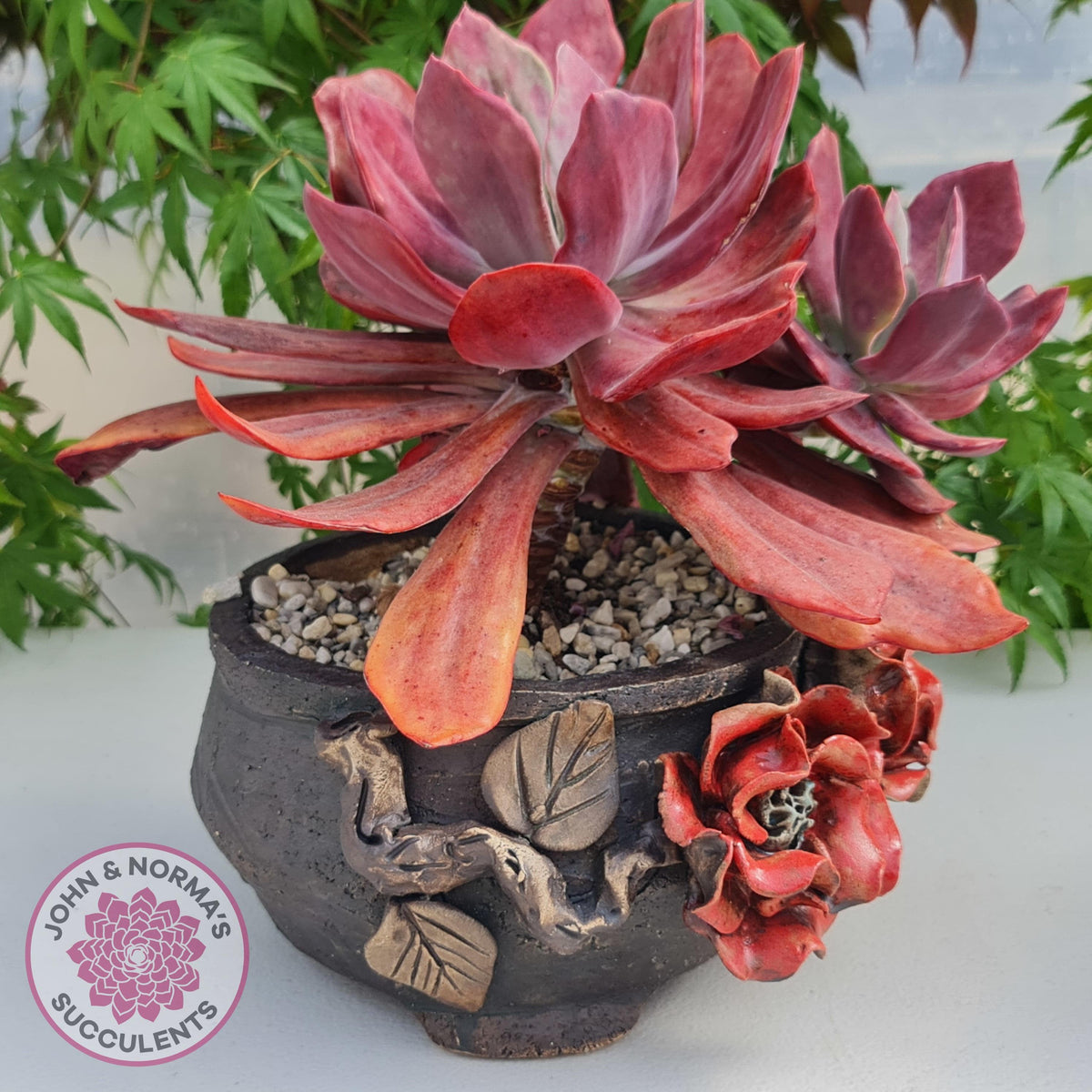 Echeveria Diamond State Variegata