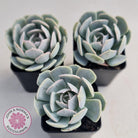 Echeveria Domingo