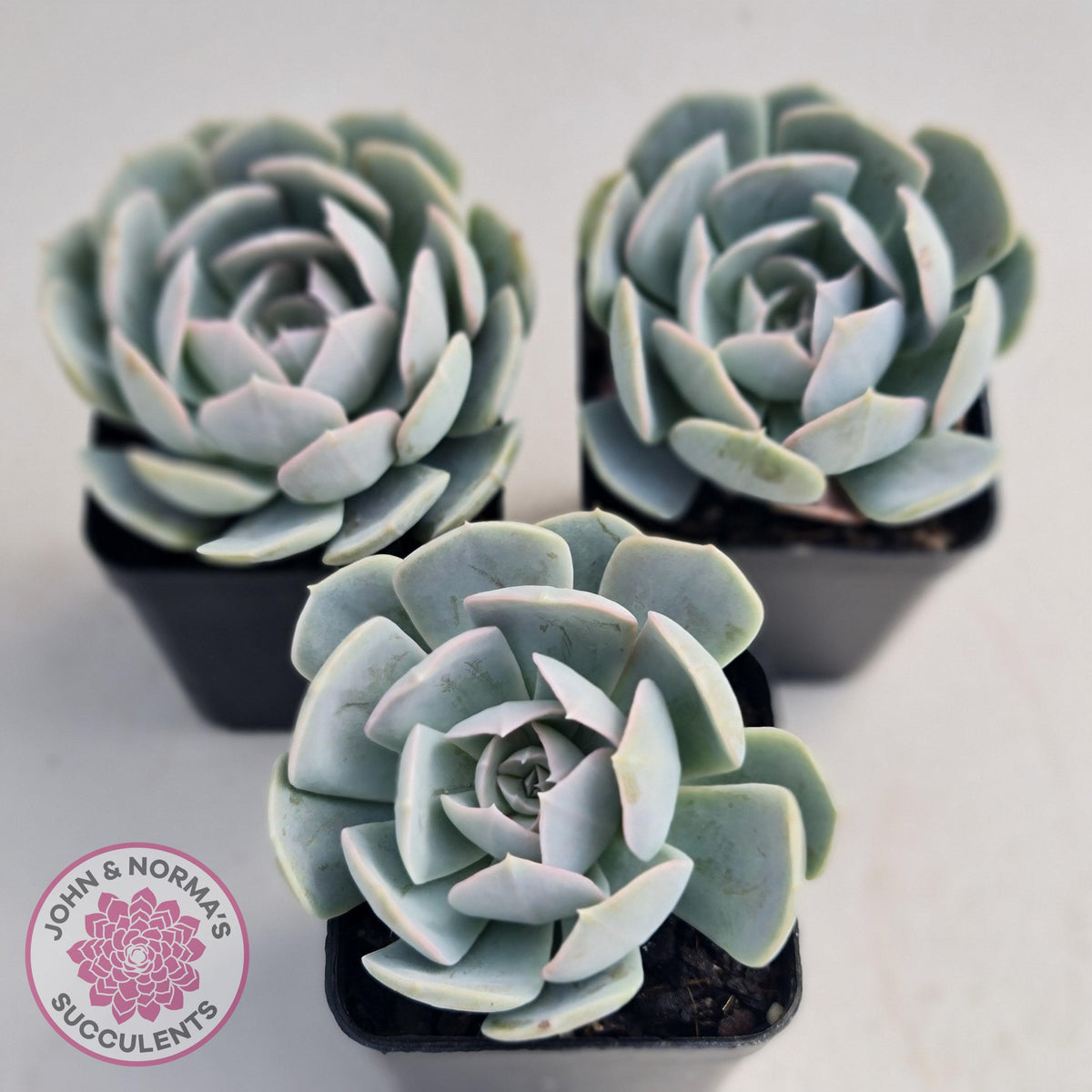 Echeveria Domingo