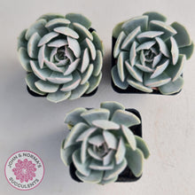 Load image into Gallery viewer, Echeveria Domingo - John &amp; Norma&#39;s Succulents
