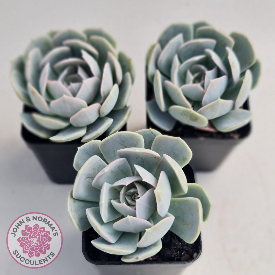 Echeveria Domingo - John & Norma's Succulents