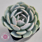 Echeveria Domingo