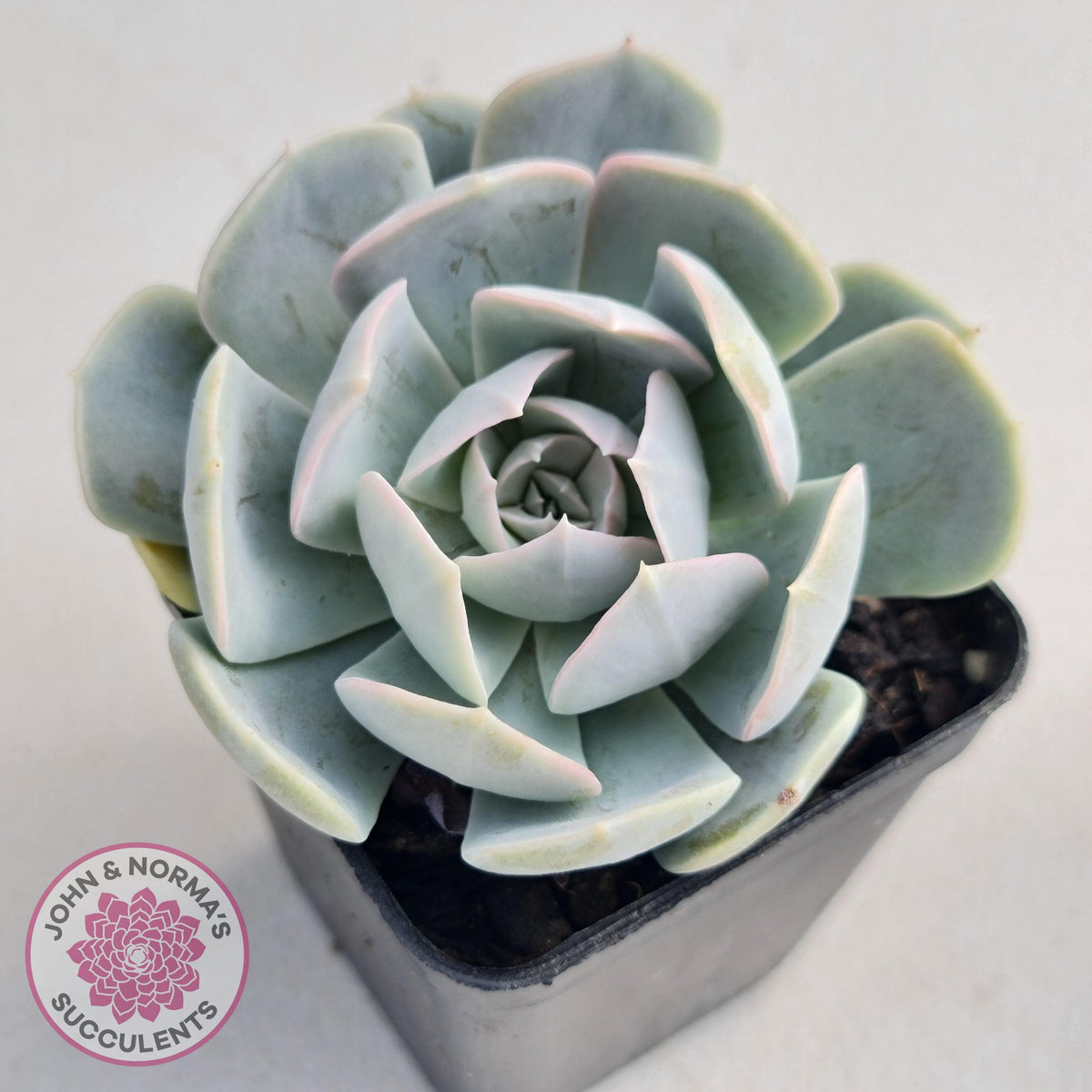 Echeveria Domingo