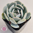 Echeveria Domingo