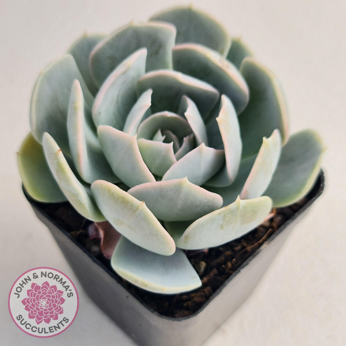 Echeveria Domingo