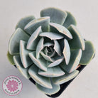 Echeveria Domingo