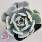 Echeveria Domingo