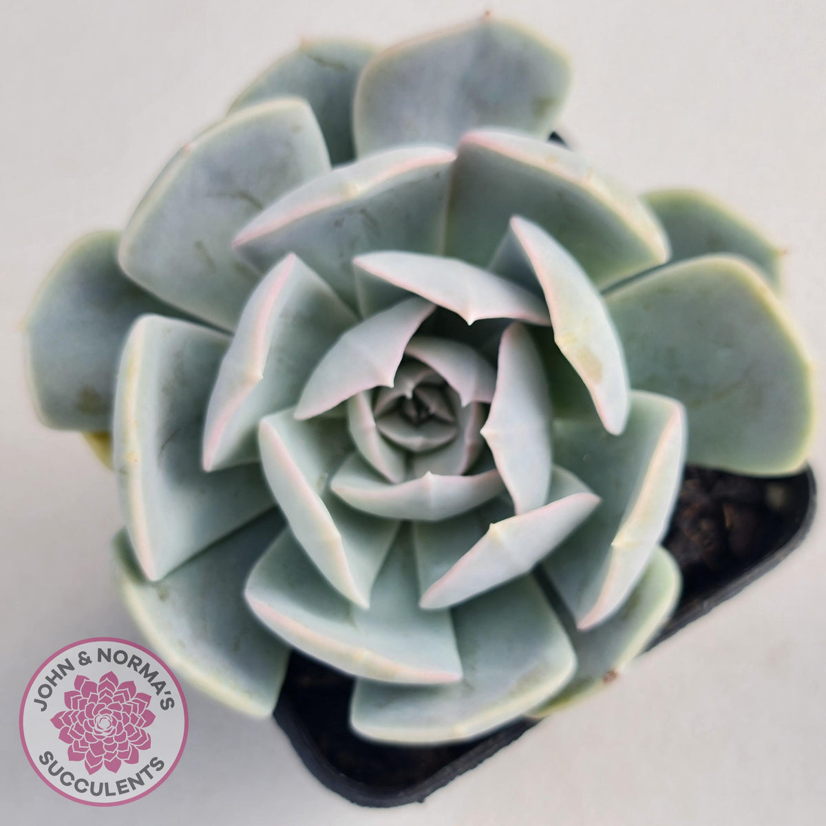 Echeveria Domingo