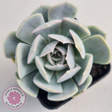 Load image into Gallery viewer, Echeveria Domingo - John &amp; Norma&#39;s Succulents
