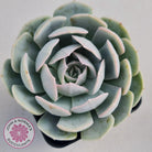 Echeveria Domingo