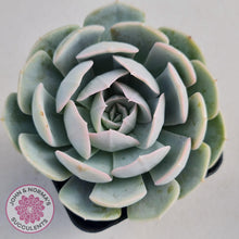 Load image into Gallery viewer, Echeveria Domingo - John &amp; Norma&#39;s Succulents
