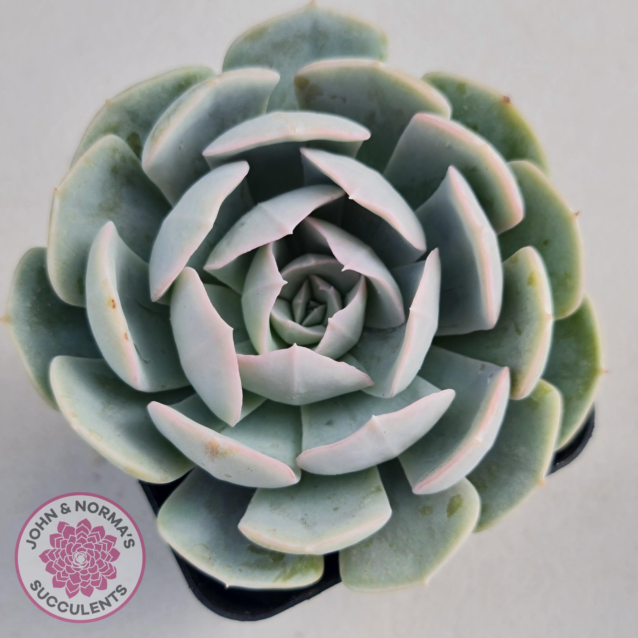 domingo succulent Buy Echeveria Domingo Australia