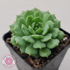 Echeveria Dondo