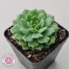 Echeveria Dondo