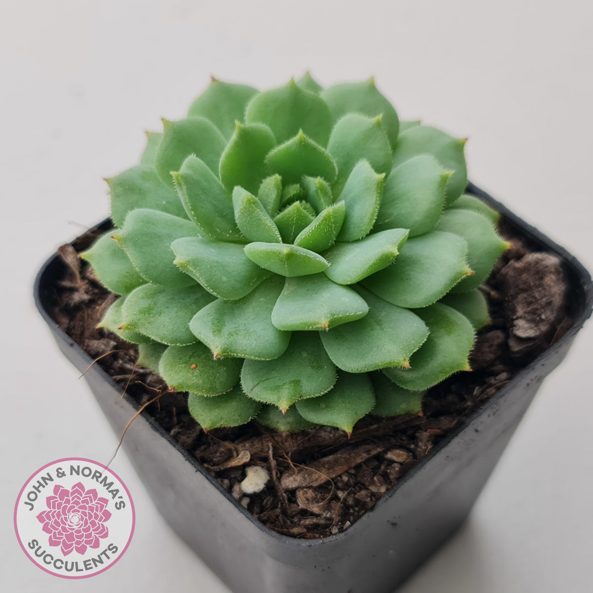Echeveria Dondo