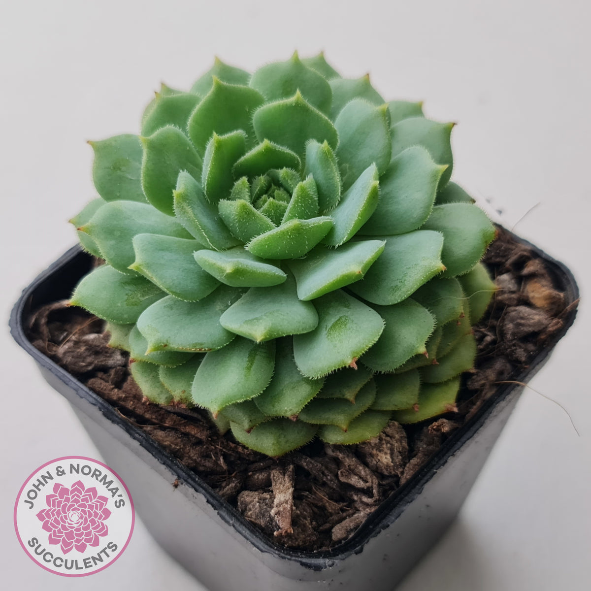 Echeveria Dondo