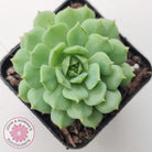 Echeveria Dondo