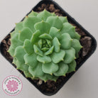 Echeveria Dondo