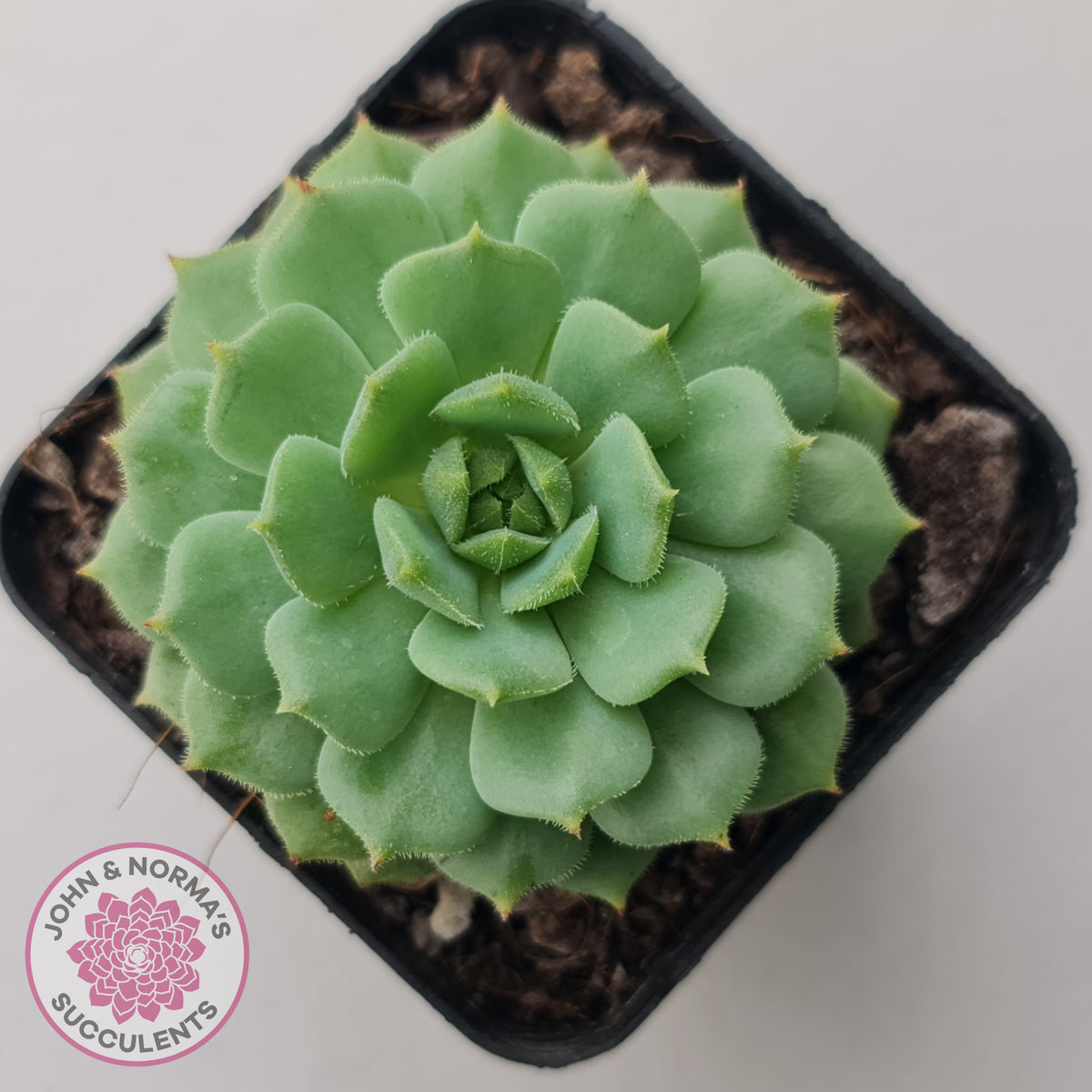 Echeveria Dondo