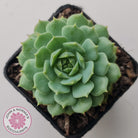Echeveria Dondo