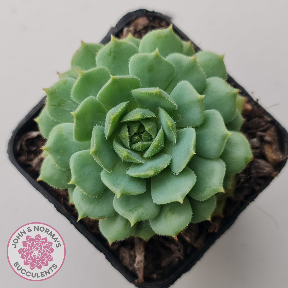 Echeveria Dondo