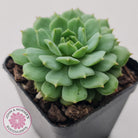 Echeveria Dondo