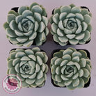 Echeveria elegans 'Alba'