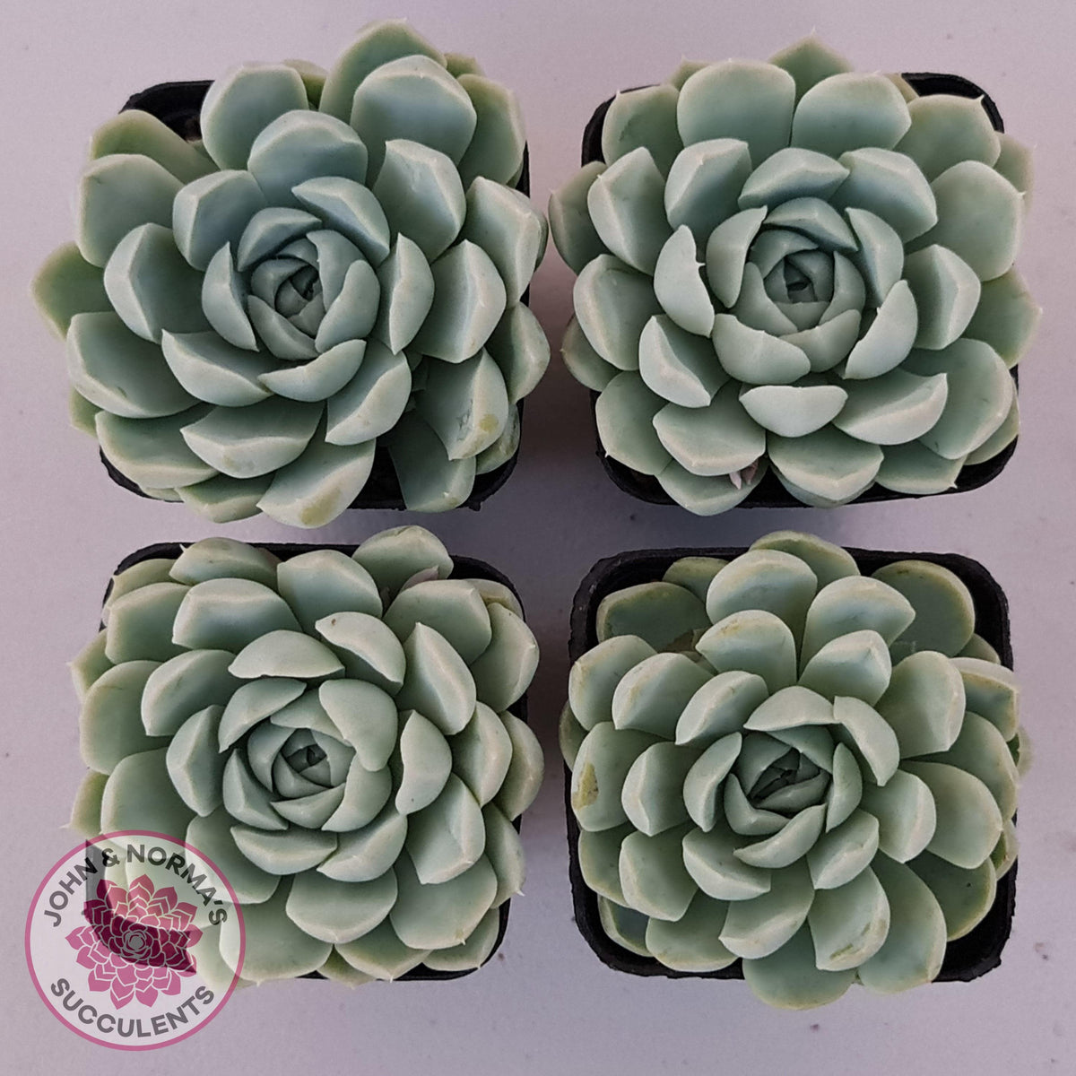 Echeveria elegans 'Alba'