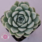 Echeveria elegans 'Alba'