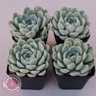 Echeveria elegans 'Alba'