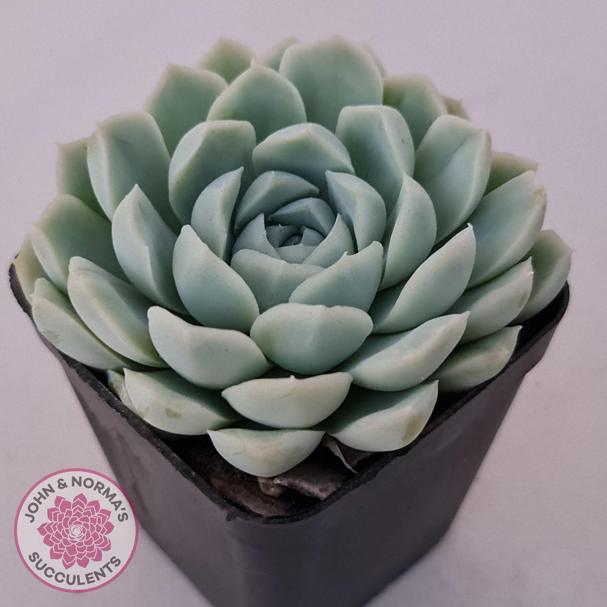 Echeveria elegans 'Alba'