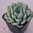 Echeveria elegans 'Alba'